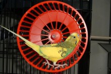 Hamster-Wheel-Bird-Treadmill