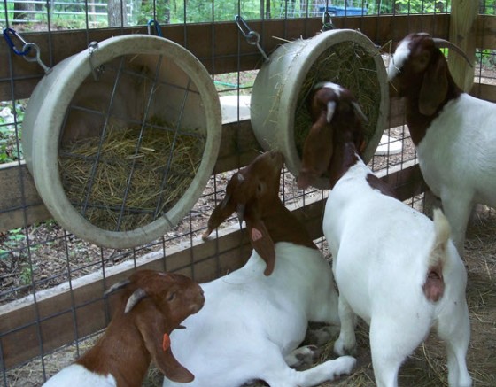 Diy Bucket Hay Feeder Petdiys Com