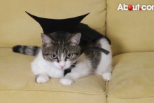 DIY-Cat-Vampire-Costume