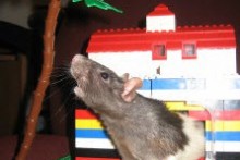 DIY-Lego-Rat-House