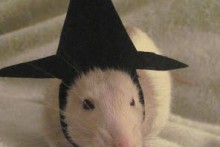DIY-Rat-Witch-Hat