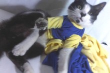 DIY-Tube-Sleeve-Cat-Shirt