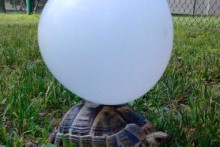 DIY-Balloon-Tortoise-Marker