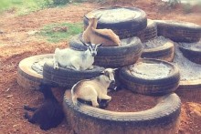 DIY-Goat-Tire-Tier-Playground
