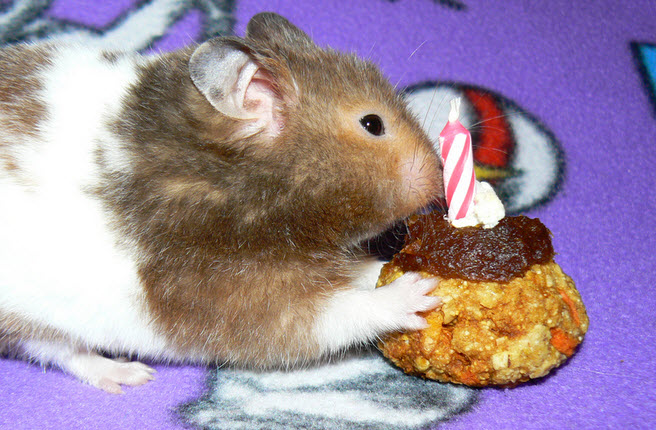 hamster carrot cake