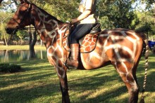 DIY-Horse-Giraffe-Costume