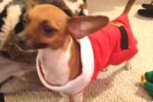 Christmas-Stocking-Dog-Sweater