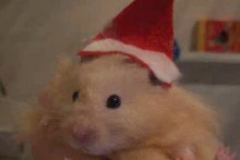 DIY-Hamster-Christmas-Hat