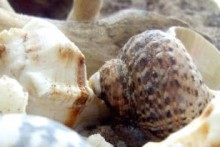 DIY-Hermit-Crab-Shell-Cleaning