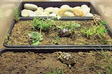 DIY-Rotating-Tray-Habitat