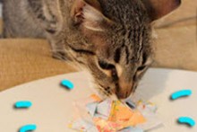 DIY-Spinning-Origami-Cat-Toy