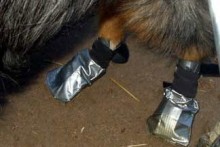 Duct-Tape-Dog-Boots