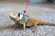 Duct-Tape-Dragon-Harness