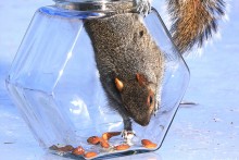 Fish-Bowl-Squirrel-Feeder