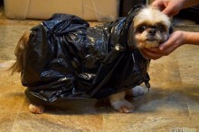 Plastic-Bag-Dog-Poncho