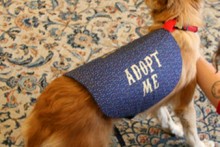 DIY-Adopt-Vest