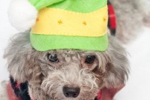 DIY-Dog-Christmas-Elf-Hat