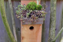 DIY-Green-Roof-Birdhouse