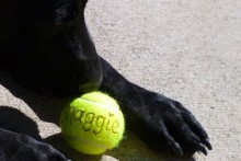 DIY-Monogram-Tennis-Ball