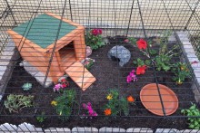 Dog-Crate-Tortoise-Enclosure