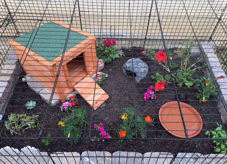 Dog-Crate-Tortoise-Enclosure.jpg