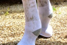 Socks-Horse-Leg-Warmers