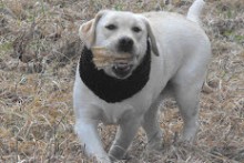 Beanie-Dog-Neck-Warmer