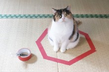 DIY-Cat-Circle-Trap
