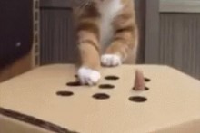 DIY-Cat-Finger-Attack-Game