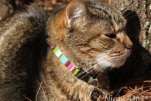 DIY-Fabric-Cat-Collar