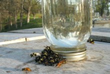 Jar-Bee-Feeder