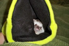 DIY-Hedgehog-Sleeping-Bag