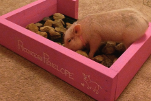 DIY-Pig-Rooting-Box