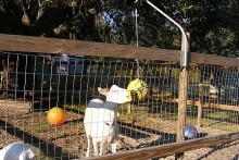Tether-Ball-Goat-Toy
