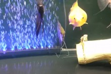 DIY-Bare-Bottom-Fish-Tank