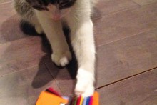 DIY-Cat-Color-Swatch-Toy