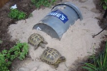 Bucket-Tortoise-House