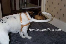 DIY-Blind-Dog-Protection-Harness