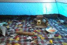 Camping-Tent-Rat-Playground
