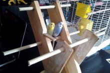 DIY-Lumber-Bird-Gym