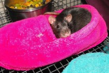Slipper-Rat-Bed