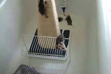 Wire-Shelf-Opossum-Climber