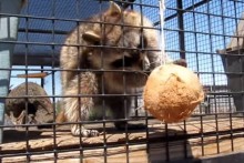Coconut-Raccoon-Foraging-Toy