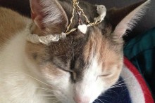 DIY-Cat-Crown