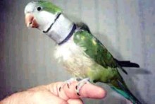 DIY-Foam-Bird-Collar