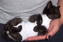 Sock-Kitten-Diaper