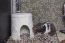 Toilet-Paper-Hamster-Hut
