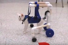 DIY-Cat-Physical-Therapy-Walker