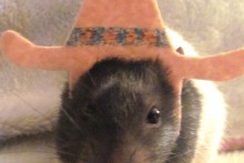 DIY-Rat-Cowboy-Costume