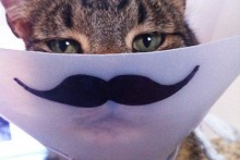 DIY-Cat-Cone-Mustache